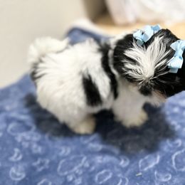 Shih Tzu Puppies from NC Stellar Puppies