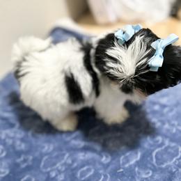 Shih Tzu Puppies from NC Stellar Puppies