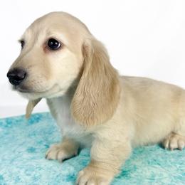 Parmesan - Cream male Dachshund puppy in Sacramento, California from MiniDoxPups