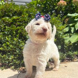 Portia - Cream female Labradoodle puppy in Camden, North Carolina from Oopsie Doodles of NC