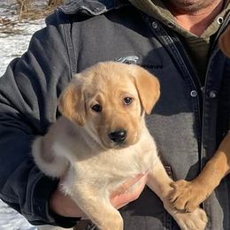 Labrador Retrievers from Bull Valley Retrievers