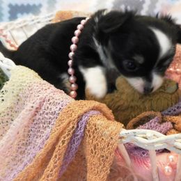 Chihuahua Puppies from Fine Whines & Lickers
