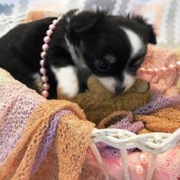 Chihuahua Puppies from Fine Whines & Lickers