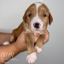 Colby - Apricot male Goldendoodle puppy in Garden Grove, California from Sunkissed Doodles