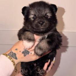 Prince - Black and white male Pomsky puppy in Spring Hill, Florida from Besties Paw Life
