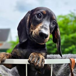 Celeste - Black and tan female Dachshund puppy in East Greenbush, New York from Polaris Pups