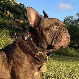 Truffle - French Bulldog