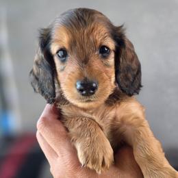 River, AKC - Red male Dachshund puppy in Tucson, Arizona from Crowned Doxies