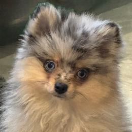 Two - Blue merle female Pomeranian puppy in Silver Springs, New York from Humehill