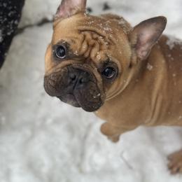 Ellie - French Bulldog