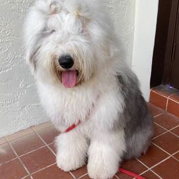 Old English Sheepdogs from Signature’s  Old English Sheepdogs