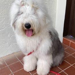 Old English Sheepdogs from Signature’s  Old English Sheepdogs