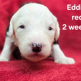 Eddie - Gray and white male Old English Sheepdog puppy in Sutherlin, Oregon from Sapphire Eyes Sheepdogs