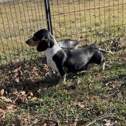 Tetra - Dachshund
