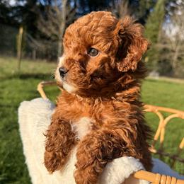 Expected Litter Lemon - Red  female Goldendoodle puppy in Battleground, Washington from Doodles Delight PNW