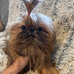 Girl 2 - Red female Shih Tzu puppy in Dallas, Texas from A Sassy Soul Shih-Tzu