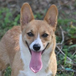 Moxie - Pembroke Welsh Corgi