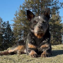 Millie - Australian Cattle Dog