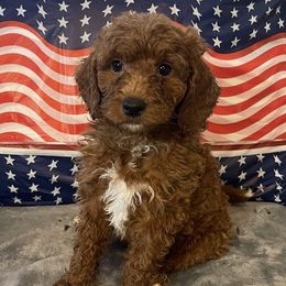 Maggie - Red  female Goldendoodle puppy in Fayetteville, Arkansas from Mountain Grove Doodles