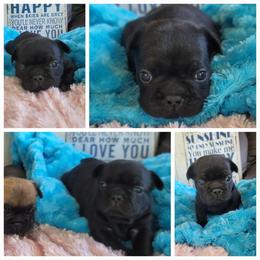 Boy 1 - Brindle male French Bulldog puppy in Plymouth, Utah from Country Sunshine