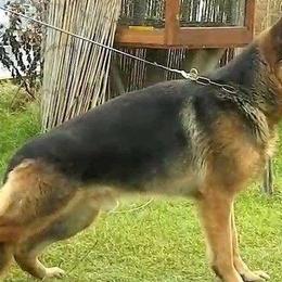 Dinn - German Shepherd