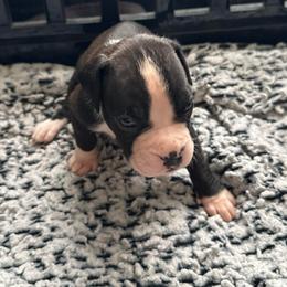 Girl 1 - Brindle female Boxer puppy in Lakeland, Florida from Cote's Boxers