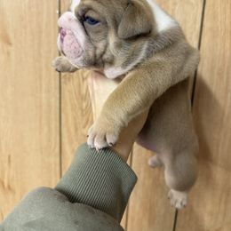 Donald - Fawn male Bulldog puppy in Topeka, Kansas from Midwest Monster Made Bulldogs