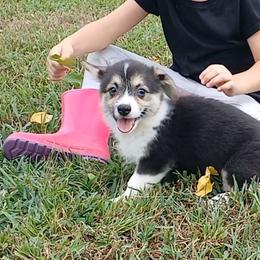 Jane Little Rascals - Black and tan female Pembroke Welsh Corgi puppy in Redfield, Kansas from Owenby's Corgi's