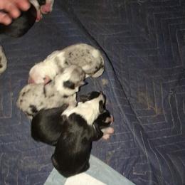 Australian Shepherd and Great Dane Puppies from AEW Farm