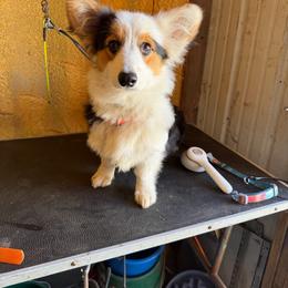 Rue - Pembroke Welsh Corgi