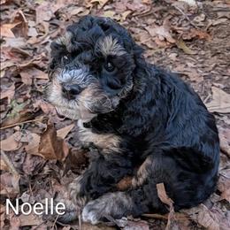 Noelle - Black and tan female Cockapoo puppy in Sunset, Louisiana from Cano Cockapoos