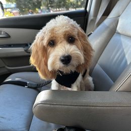 Ted - Cavapoo