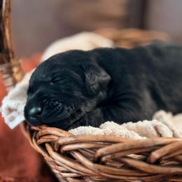 Flint - Black male Labrador Retriever puppy in Sweet Home, Oregon from Knotty Creek Labradors