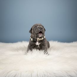 Boy 4 - Gray male Cane Corso puppy in Haslet, Texas from Trained To Go Corso Kennels (T.T.G. Corso Kennels)