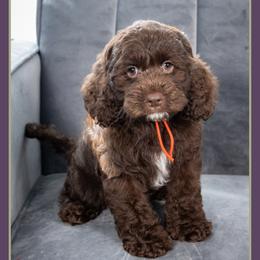 Marcus - Brown male Cockapoo puppy in Connersville, Indiana from Deaz Doodle Ranch