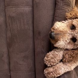 Molly  - Goldendoodle
