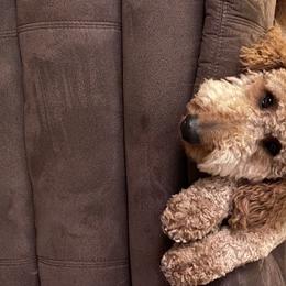 Molly  - Goldendoodle