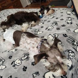 Goldendoodle and Miniature Schnauzer All Grown Up from Marvelous Mannered K9s of Texas