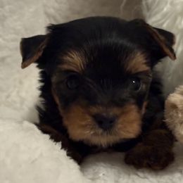 Male Brown Collar - Black and gold male Yorkshire Terrier puppy in Chesapeake, Virginia from Your Key Breeder