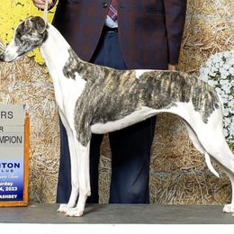 Haley - Whippet