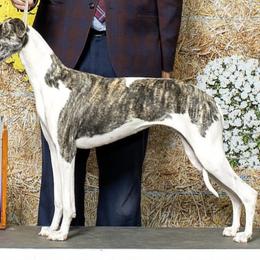 Haley - Whippet