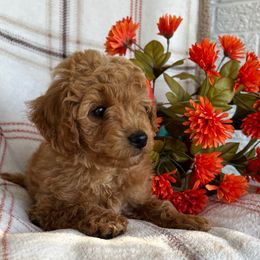 Yellow - Apricot male Goldendoodle puppy in Boaz, Alabama from Doodles All Day