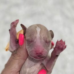 Aikman - Red  male Goldendoodle puppy in Vernon, Texas from Sugarland's Texas Goldendoodles