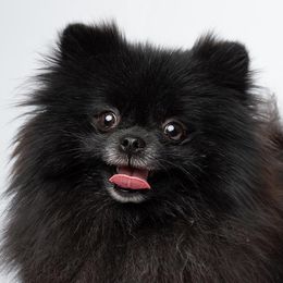 Pomeranians from ColorMe Pomeranians