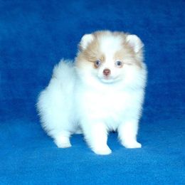 Pomeranian Puppies from Beau Joli Pomeranians
