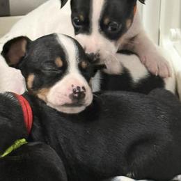 Rat Terrier Puppies from The Puppy Patch Rat Terriers