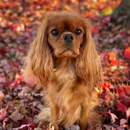 Trixie - Cavalier King Charles Spaniel