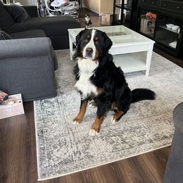 Bernese Mountain Dog Puppies from Lonesome Pine Farm