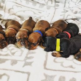 Dachshund Puppies from CV Doxies