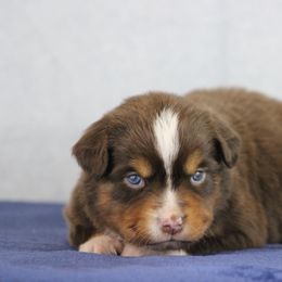 Miniature Australian Shepherd and Toy Australian Shepherd Puppies from Rocky Hill Aussies